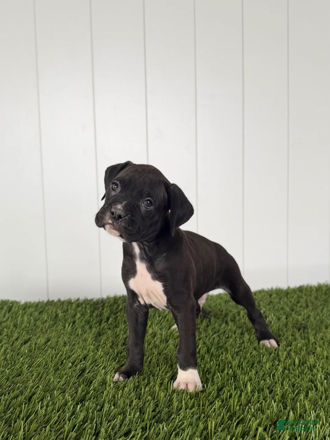 Boxer dogs for sale: Perry - Ad 1