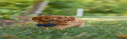 Cavapoo dogs for sale: Kobe - Ad 9