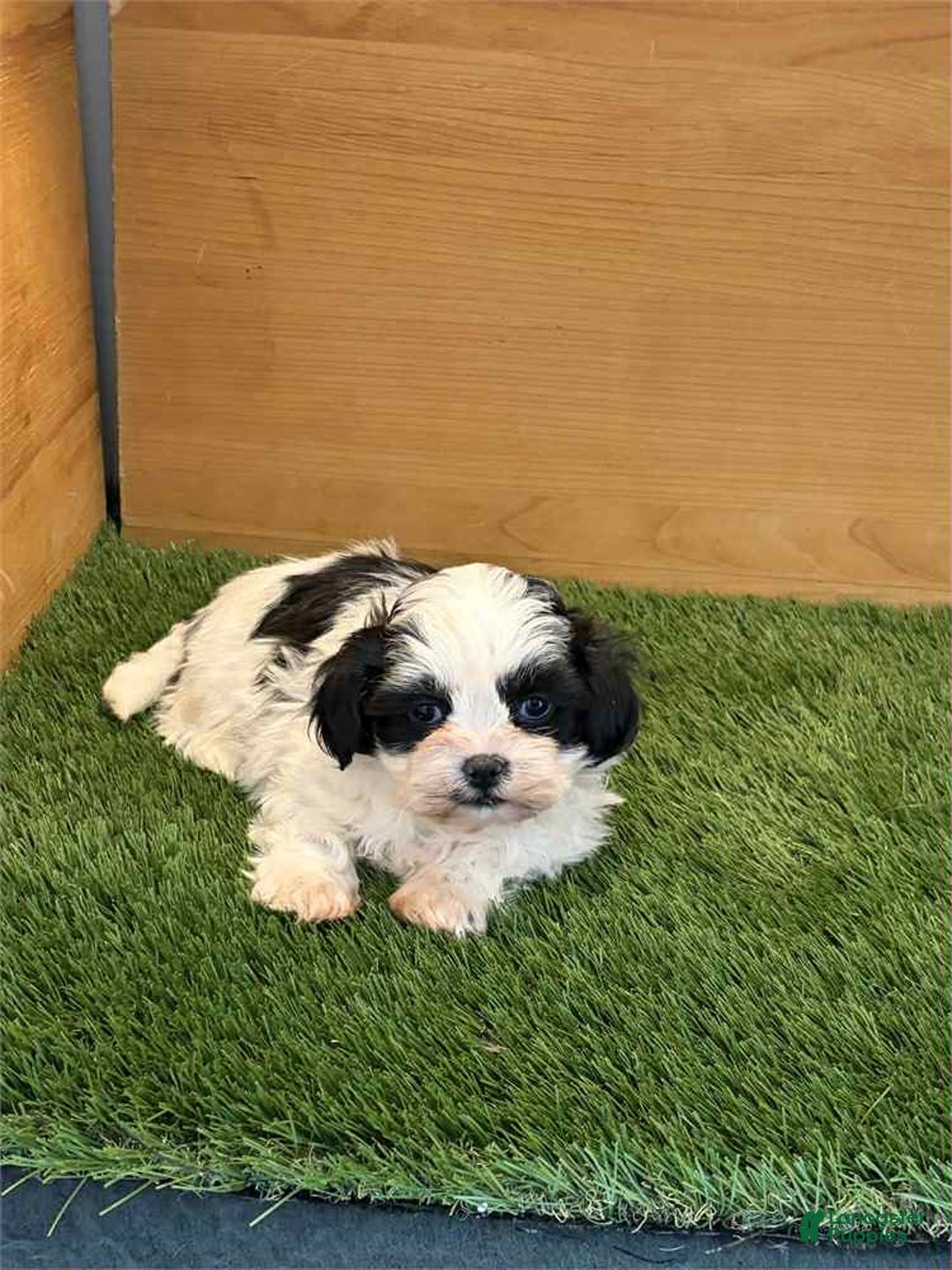 Shih Tzu dogs for sale: Eliana - Ad 1