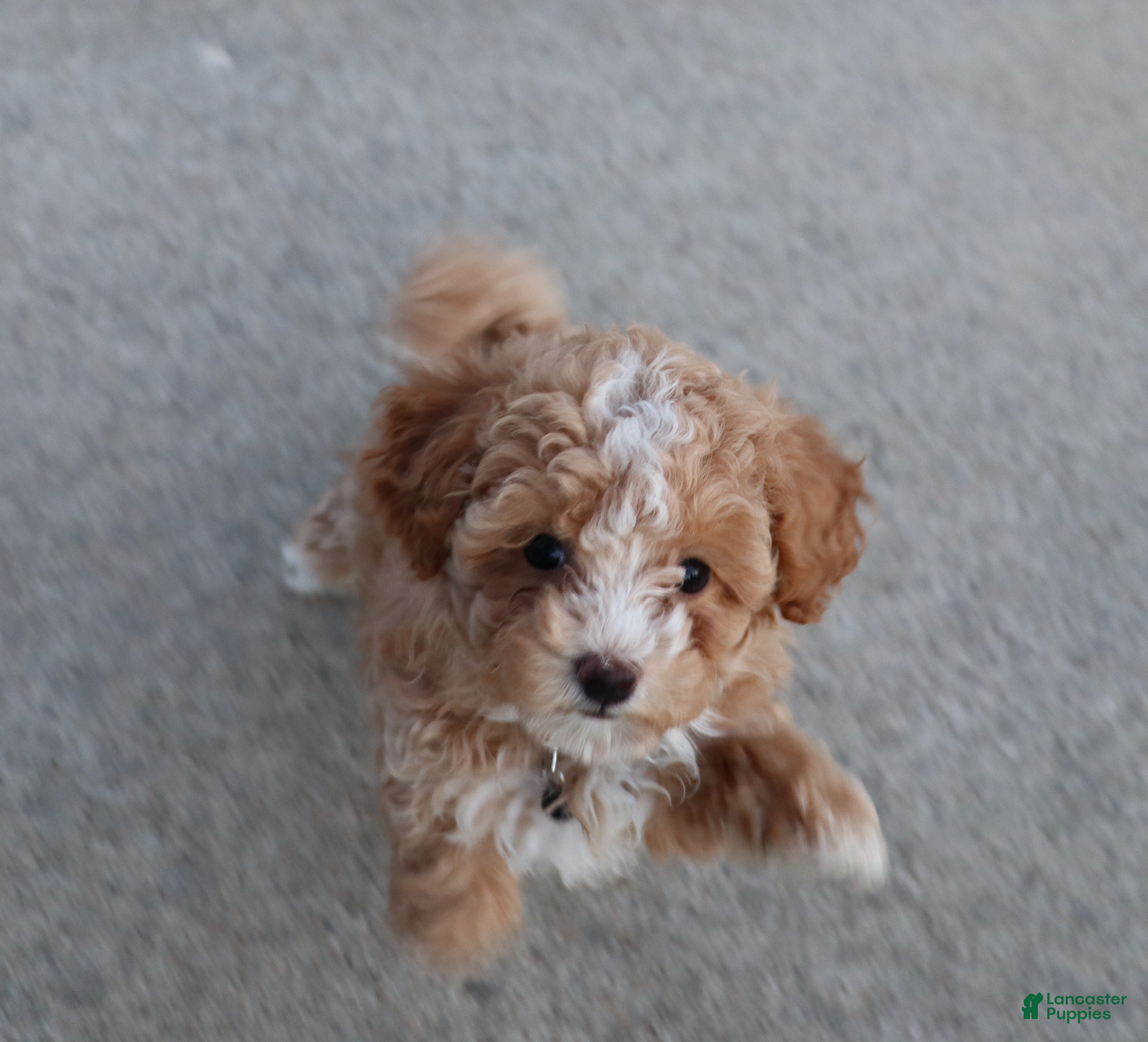 Havapoo dogs for sale: Zoey 🌷 Toy / Minature - Ad 1