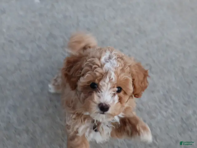 Havapoo dogs for sale: Zoey 🌷 Toy / Minature - Ad 1