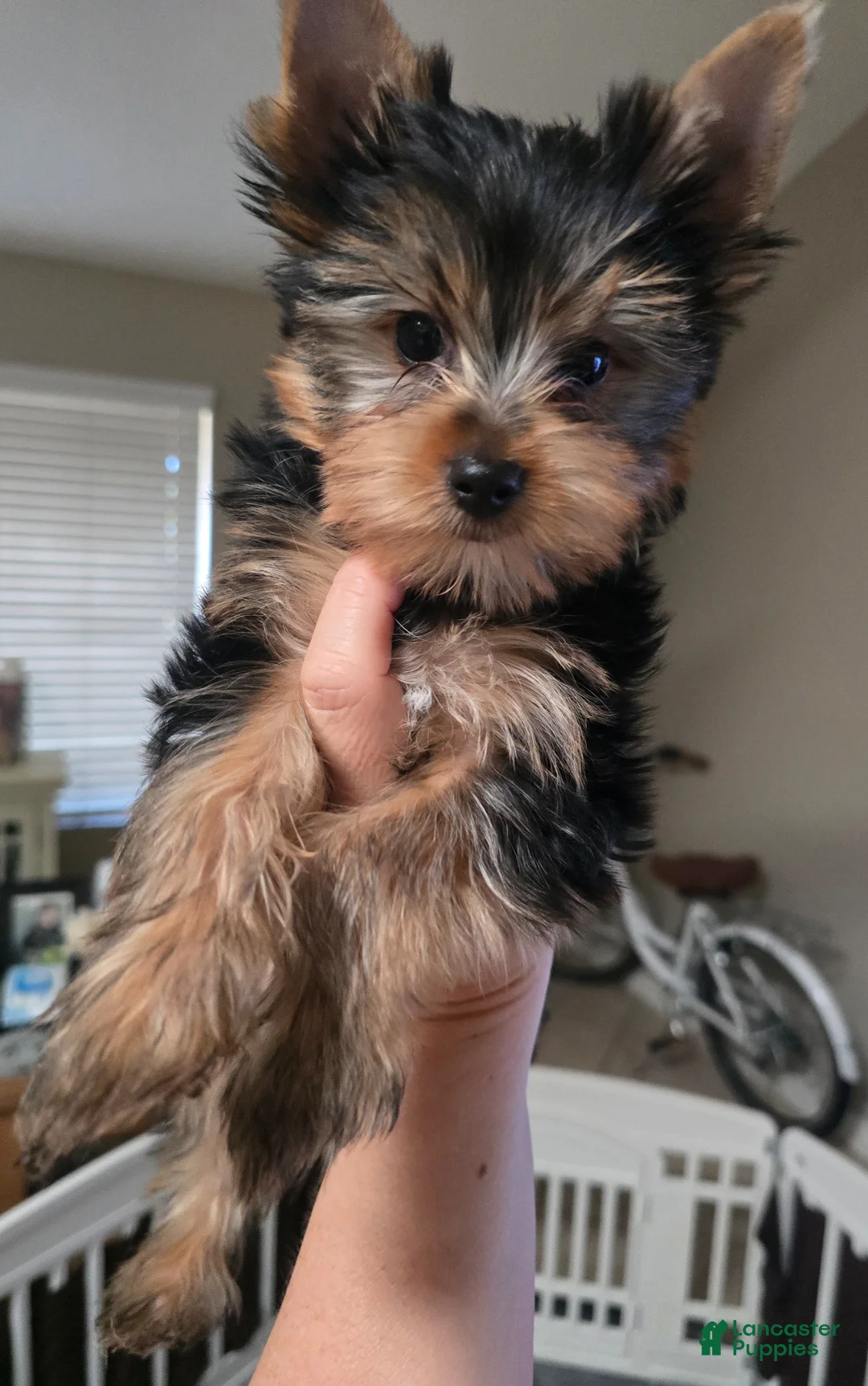 Yorkshire Terrier dogs for sale: Yorkshire Terrier Puppy 1 - Ad 1