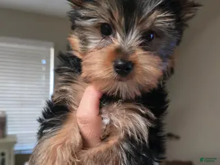 Yorkshire Terrier dogs Yorkshire Terrier Puppy 1 - Ad 1