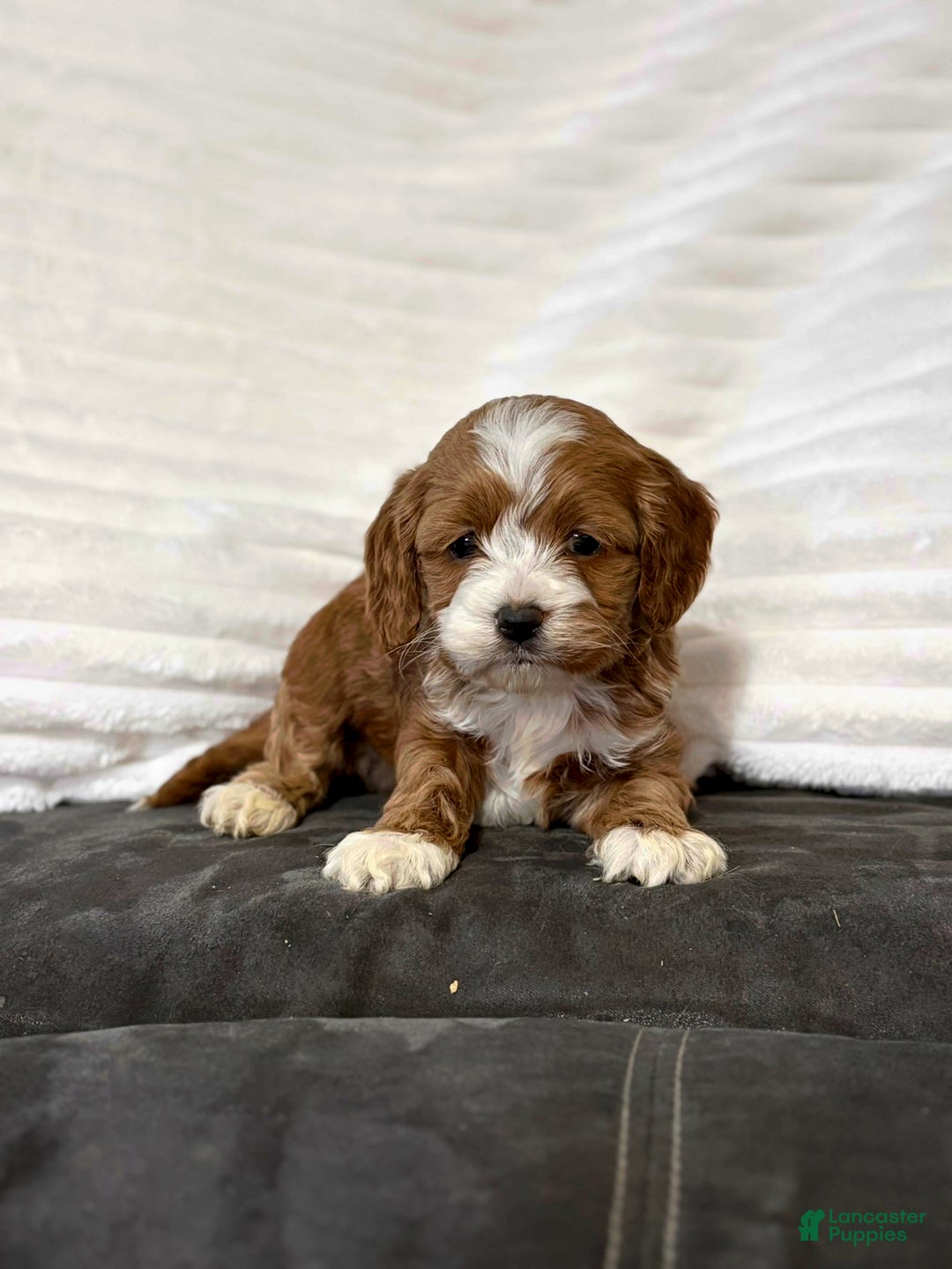 Cockapoo dogs for sale: Cooper - Ad 4