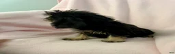 Mixed Breed dogs for sale: Danny Boy-Cava-Yorkie - Ad 3