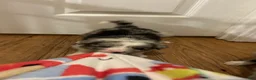 Border Collie dogs for sale: Charity Gayle - Ad 11