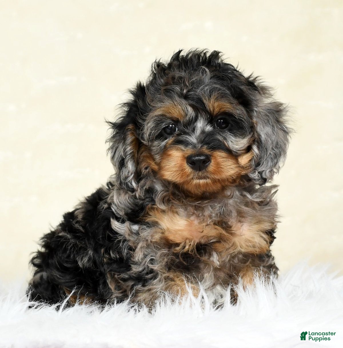 Cockapoo dogs Thomas - Ad 6