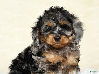 Cockapoo dogs Thomas - Ad 14