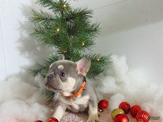 French Bulldog dogs Theo - Ad 26