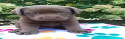 Labrador Retriever dogs for sale: Nova  - Ad 16