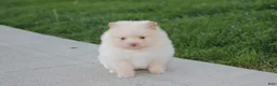 Pomeranian dogs for sale: Teddy  - Ad 7