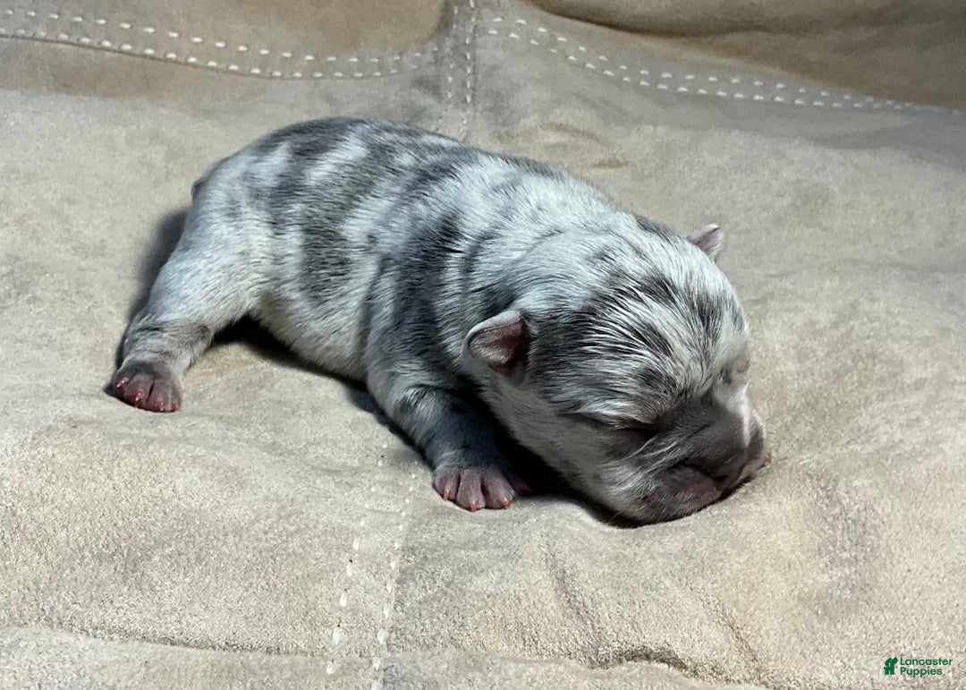 French Bulldog dogs for sale: Garmin - Ad 30