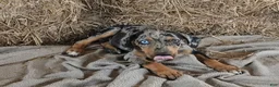 Catahoula Leopard Dog dogs for sale: Jesse 2026 F5 - Ad 10