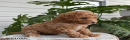 Cavapoo dogs for sale: Lily - Ad 3
