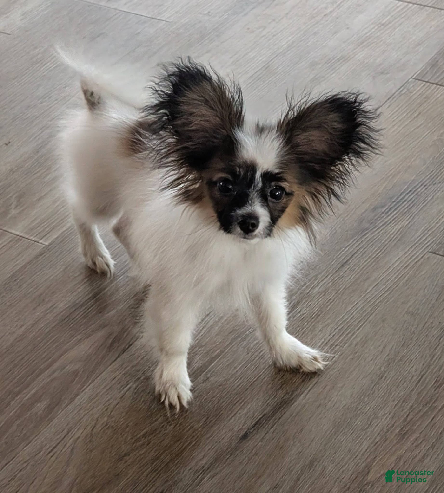 Papillon dogs Ichi (Echie) - Ad 1