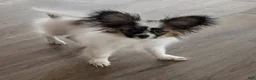 Papillon dogs for sale: Ichi (Echie) - Ad 1