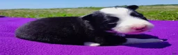 Border Collie dogs for sale: Eco - Ad 19