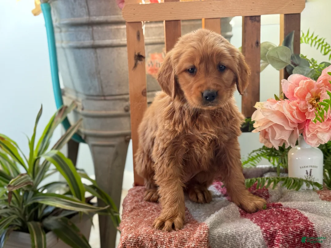 Golden Retriever dogs for sale: Rose - Ad 13