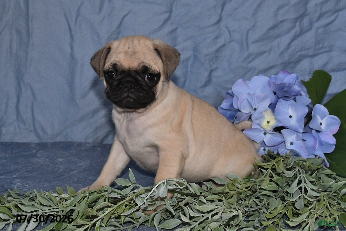 Pug dogs Briana - Ad 2