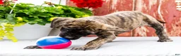 English Mastiff dogs for sale: Mackenzie - Ad 11