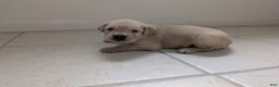 Golden Retriever dogs for sale: Max - Ad 12