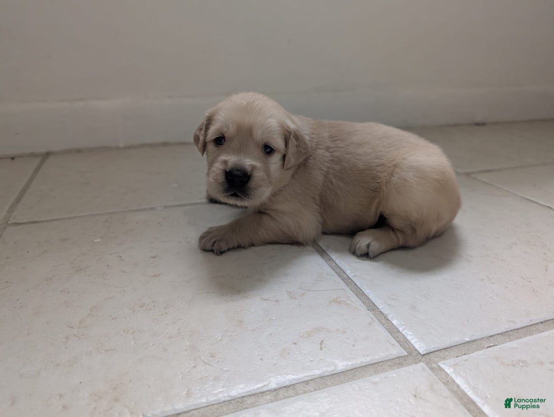 Golden Retriever dogs for sale: Max - Ad 12