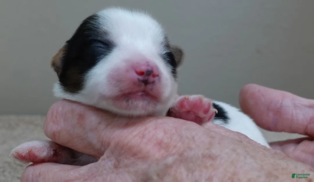 Yorkshire Terrier dogs for sale: Tansy - Ad 1