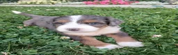 Bernedoodle dogs for sale: Lillie - Ad 3