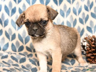 Pug dogs Calvin - Ad 39