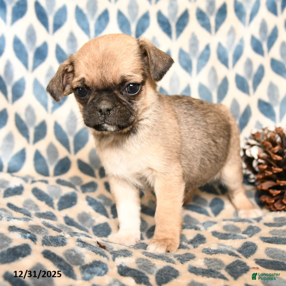 Pug dogs for sale: Calvin - Ad 1