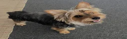 Yorkshire Terrier dogs for sale: Ricky - Ad 6