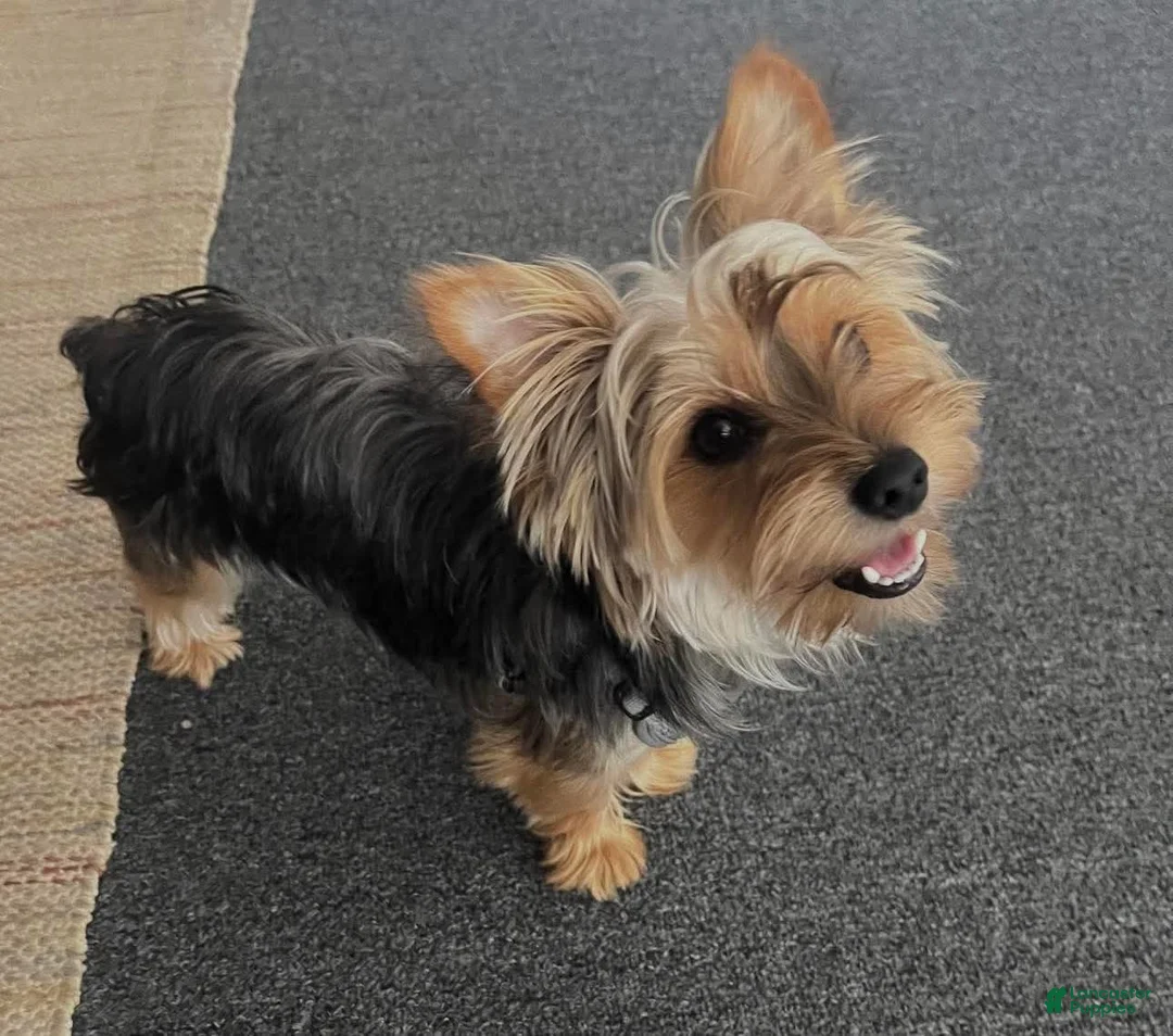 Yorkshire Terrier dogs for sale: Ricky - Ad 6