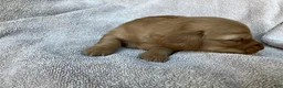 Miniature Dachshund dogs for sale: DAWWG POUND’S POCKET-SIZED QB - Ad 10
