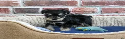 Miniature Schnauzer dogs for sale: Jacob - Ad 3