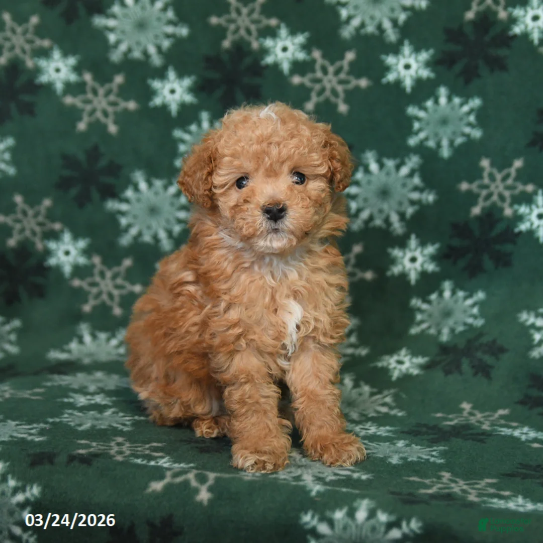 Toy Poodle dogs for sale: Prince   - Ad 1