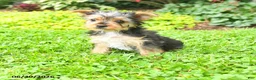 Yorkshire Terrier dogs for sale: Bailey - Ad 11