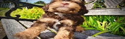 Havapoo dogs for sale: Jazz-LABOR DAY SALE-TAKE $100 OFF!!! - Ad 6