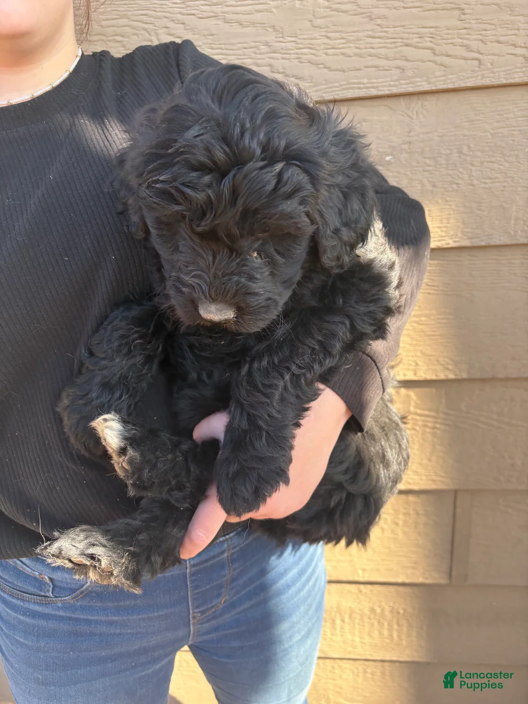 Aussiedoodle dogs for sale:  Puppy 2 - Ad 2
