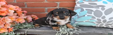 Fido