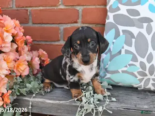 Miniature Dachshund dogs for sale: Fido - Ad 1