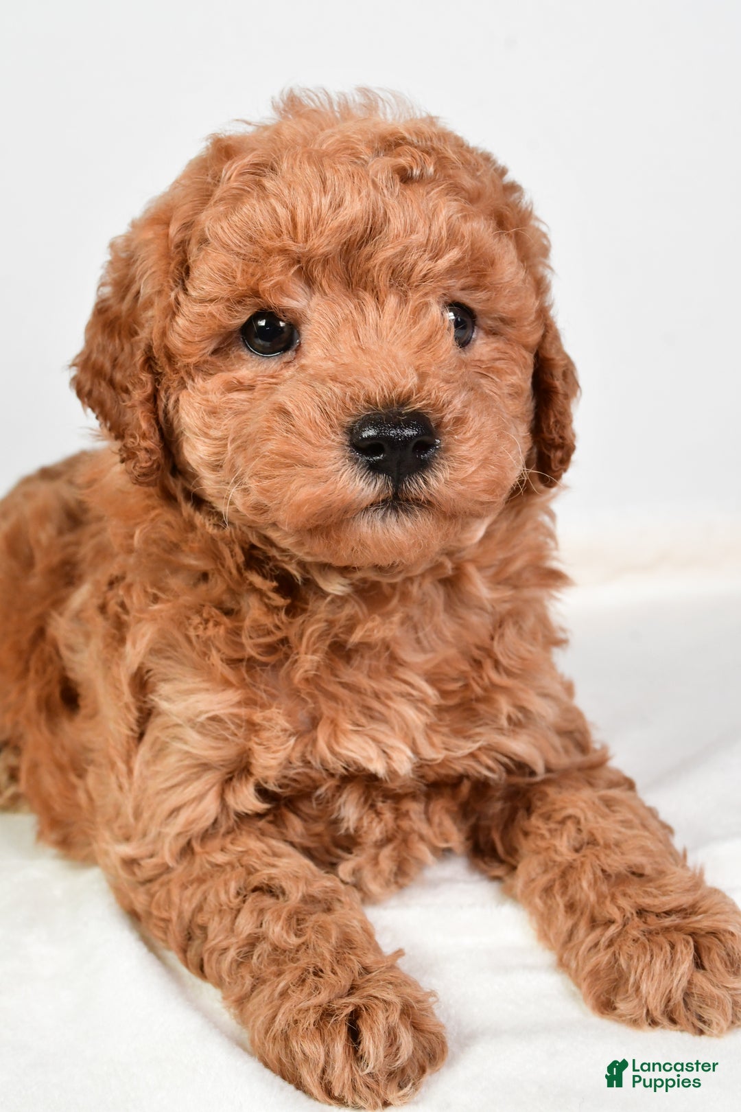 Mini Goldendoodle dogs for sale: Scott - Ad 15