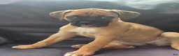 Boxer dogs for sale:  Cricket  - Ad 5