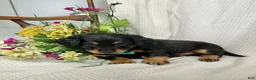 Miniature Dachshund dogs for sale: Abby - Ad 5
