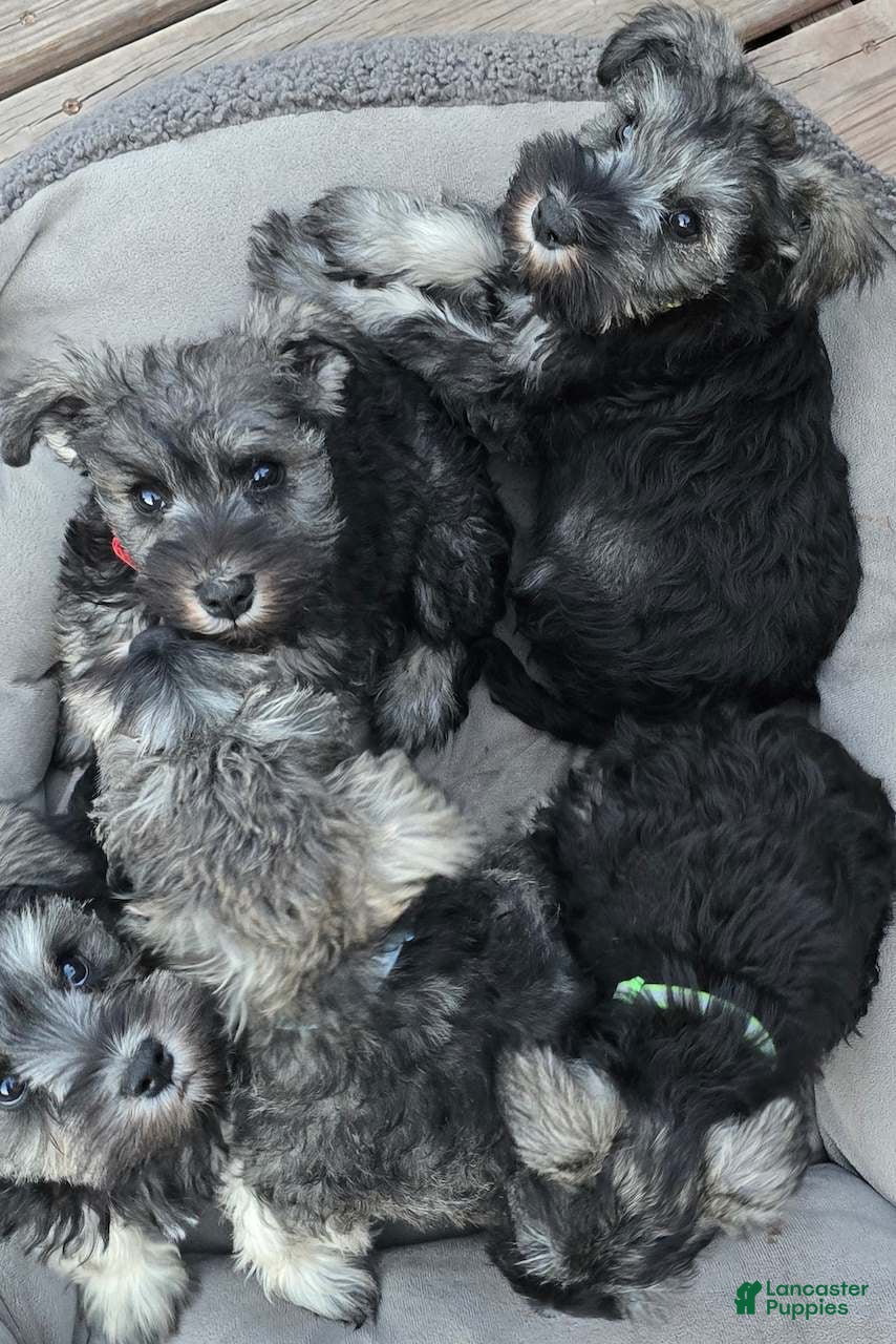 Miniature Schnauzer dogs Miniature Schnauzer 2 - Ad 1