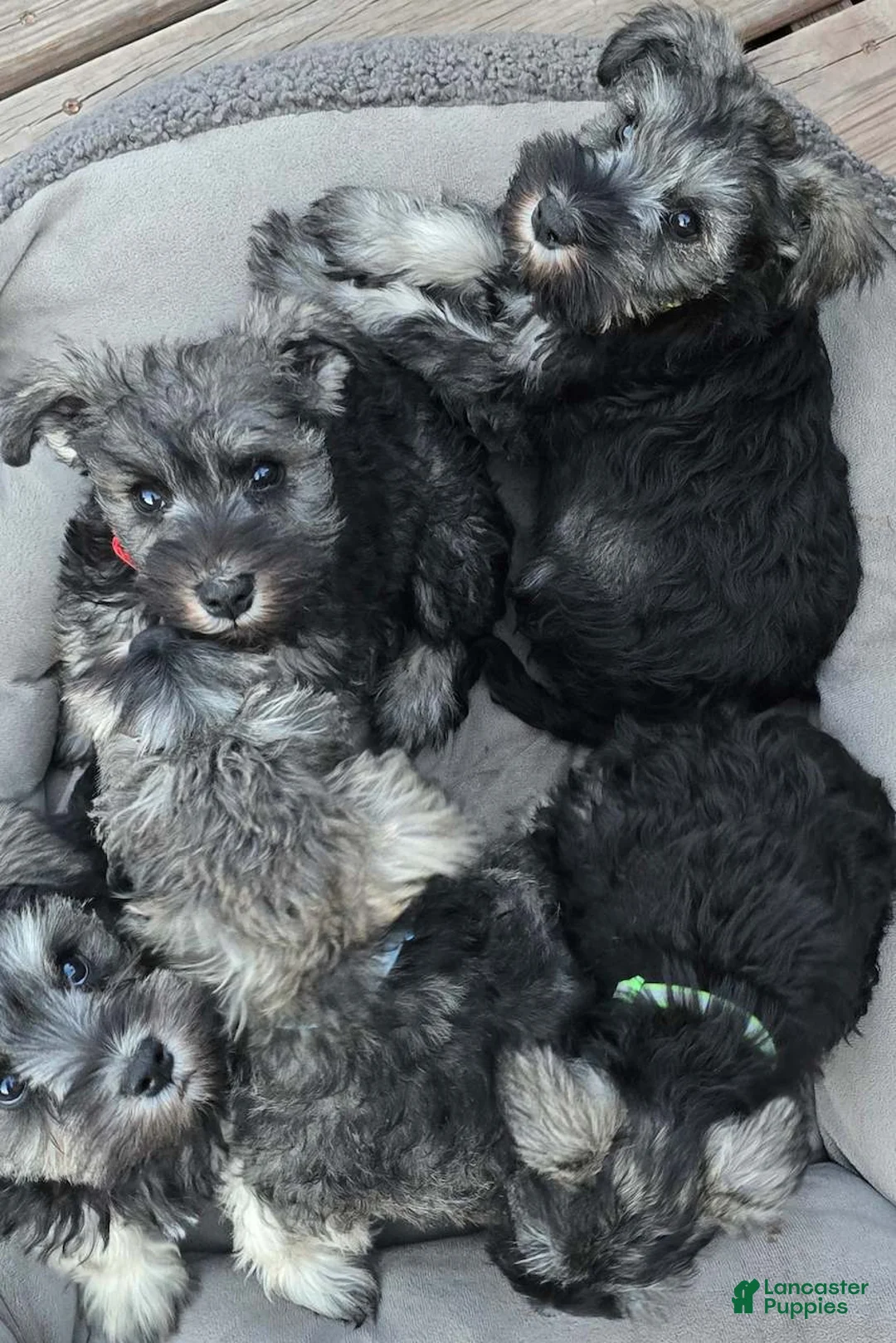Miniature Schnauzer dogs for sale: Miniature Schnauzer 2 - Ad 1