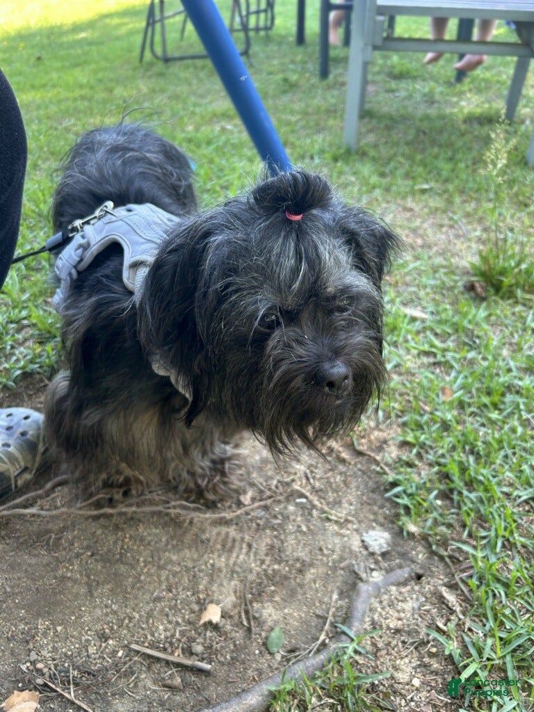 Yorkshire Terrier dogs for sale: Yorkshire Terrier Puppy 1 - Ad 2
