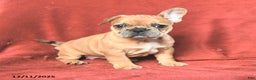 French Bulldog dogs for sale: Ashley - Ad 4