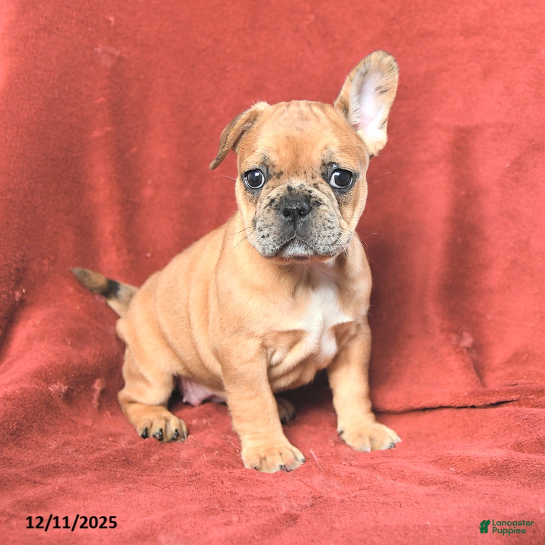 French Bulldog dogs for sale: Ashley - Ad 4