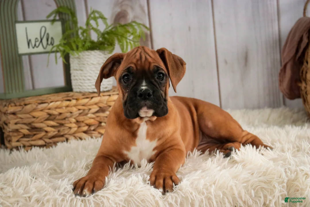 Boxer dogs for sale: Hazel - Ad 5