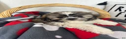 Shih Tzu dogs for sale: Skipper - Ad 3